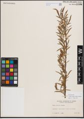 Foto von Salix exigua subsp. interior (Rowlee) Cronquist